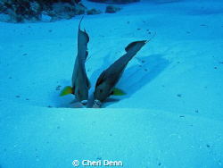 "Shadow"  Taken on the palacar reef, Cozumel, MX by Cheri Denn 